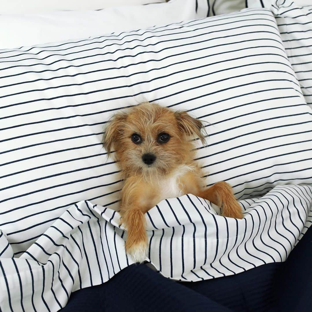 ブレア・イーディーさんのインスタグラム写真 - (ブレア・イーディーInstagram)「<Giving you a peek into our guest unit over on Atlantic-Pacific today // Our new Macy’s bedding pulls the entire room together...swipe to see who is *really* enjoying these classic, cozy sheets> #ad #shopstyle @shopstyle」9月10日 7時21分 - blaireadiebee