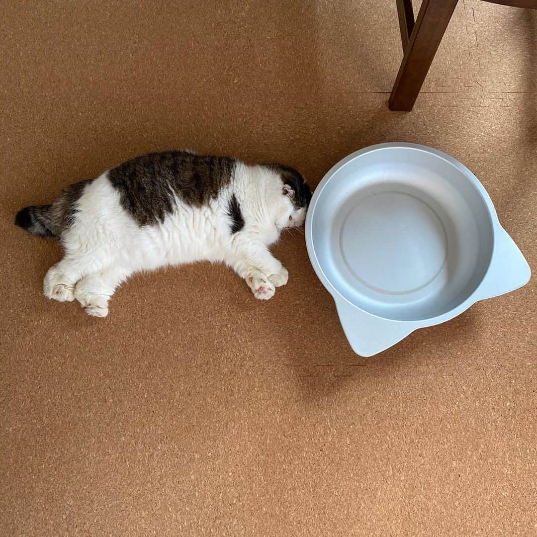 8n21のインスタグラム：「はい今朝もかわいい  #純スコだよ #cats #ねこ部」