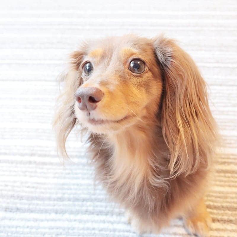 くるみんのインスタグラム：「* 昨日病院に行って来ました。 その後は痛がるようなこともなく元気。お薬はもう良いでしょうということで、安静解禁です！ お姉ちゃんと遊んでいいよー😆 * #カニンヘンダックスフント #カニンヘン #カニンヘンダックス #カニンヘンダックスフンドの日常 #カニンヘンの会 #カニンヘンダックスフンド #チョコタンダックスフント #チョコタンダックスフンド #チョコタンダックス #チョコタン #ダックスlove #ダックス多頭飼い #ダックスフント #ダックスフンドカニンヘン #ダックス部 #ダックス大好き #ダックスフンド #ダックス #いぬばか部 #いぬすたぐらむ #短足部 #all_dog_japan #east_dog_japan #dachshundgram #dachshund #dogstagram #instagramdog #instadachs #inustagram #7pets_1day @doggymark_dachshund」