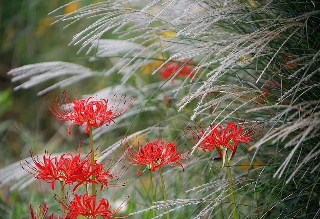 花の写真館のインスタグラム：「Photo by 高橋 煕子.⠀ .⠀ Original Post[投稿いただいたURL]⠀ https://www.facebook.com/photo.php?fbid=1708297279305337⠀ .⠀ 本アカウントは、 #私の花の写真 をつけてInstagramに投稿された皆さまの花の写真や、「花の写真館」Facebookページで投稿された花の写真を紹介します。⠀ 「花の写真館」Facebookページは、「 @floral.photograph 」のプロフィールにあるURLからご覧ください。⠀ .⠀ ※各自、政府、自治体など公的機関の指示に従った行動をお願いします。⠀⠀ 東京カメラ部および分室では、写真を「見る楽しみ」を提供することを通して、微力ながら皆様にわずかな時間でも癒しをお届けしたいと思っております。⠀ ※本アカウントは東京カメラ部がFacebook、Instagramのサービスを利用して運営しているもので、Facebook社・Instagramとは一切関係ありません。⠀ .⠀ #花の写真館 #floralphotograph #floralphoto #flower #flowers⠀ Follow: @floral.photograph」