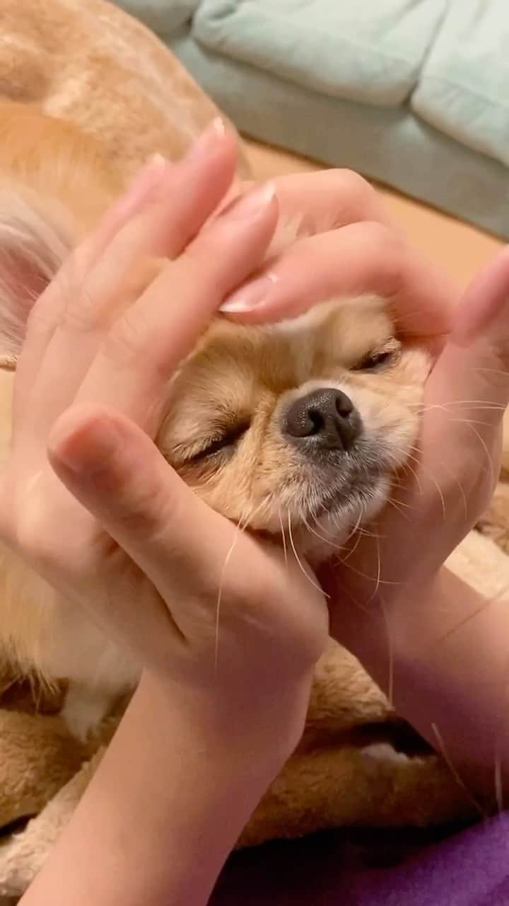 のインスタグラム：「大切な家族との癒しの時間🐶  @piiinostagram ちゃん、 いつも本当にありがとね❤︎  #ペキチワ #ミックス犬 #mix犬 #愛犬 #赤ちゃん #犬 #犬との生活  #犬好きな人と繋がりたい #dog #doglover #dogstagram  #dogsofinstagram #もふもふ」