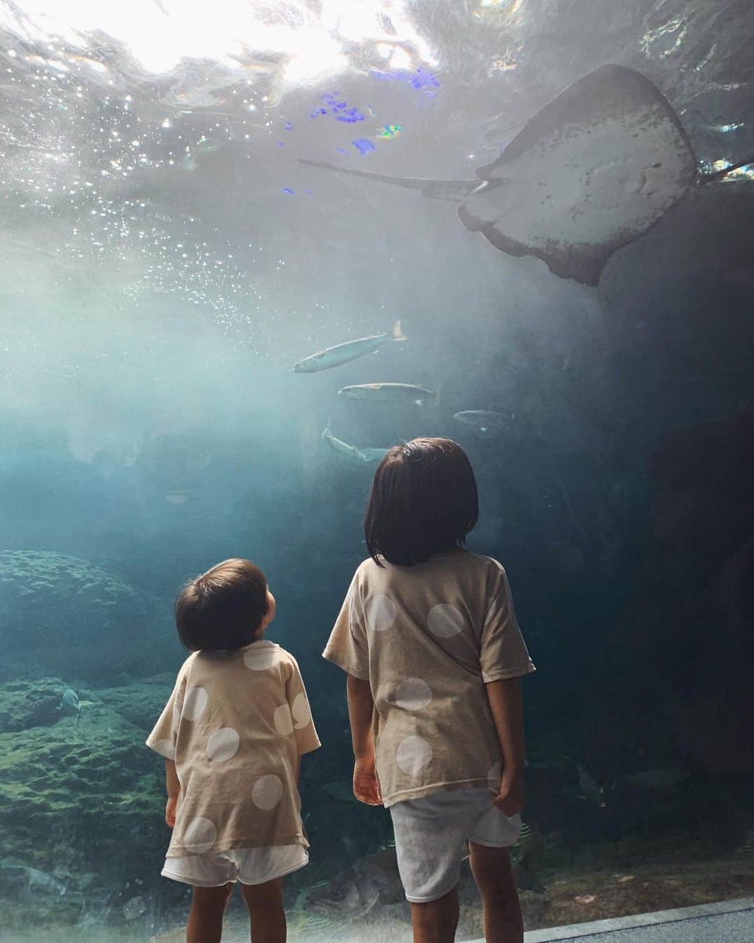 春名亜美さんのインスタグラム写真 - (春名亜美Instagram)「逗子マリーナへ行った帰りに新江ノ島水族館へ🐬 1週間ぶりの水族館😅 じっくり見たい兄と、先々行きたい弟。 先週の水族館では、息子達の一番好きなウミガメを見れなかったから、ウミガメ見つけた時は喜びすぎて泣きそうになってた😂 ウミガメ触るのが長男の夢だそうです🐢 ・ ・ #男の子ママ #兄弟ママ #兄弟 #6歳4ヶ月 #3歳2ヶ月 #夏の思い出 #新江ノ島水族館 #えのすい #江ノ島水族館 #水族館」9月10日 19時32分 - amiharunaami