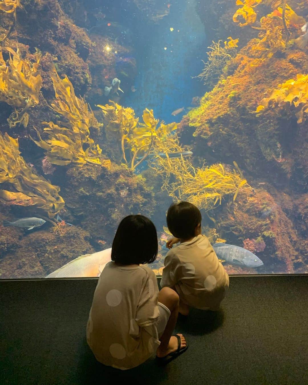 春名亜美さんのインスタグラム写真 - (春名亜美Instagram)「逗子マリーナへ行った帰りに新江ノ島水族館へ🐬 1週間ぶりの水族館😅 じっくり見たい兄と、先々行きたい弟。 先週の水族館では、息子達の一番好きなウミガメを見れなかったから、ウミガメ見つけた時は喜びすぎて泣きそうになってた😂 ウミガメ触るのが長男の夢だそうです🐢 ・ ・ #男の子ママ #兄弟ママ #兄弟 #6歳4ヶ月 #3歳2ヶ月 #夏の思い出 #新江ノ島水族館 #えのすい #江ノ島水族館 #水族館」9月10日 19時32分 - amiharunaami