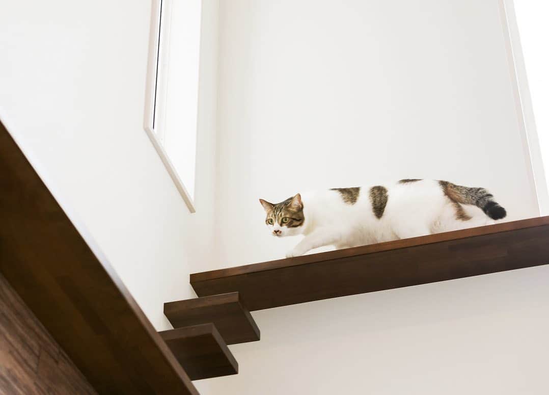 完全フル装備の家　富士住建さんのインスタグラム写真 - (完全フル装備の家　富士住建Instagram)「人も猫も住みやすい家 　　𓃠  𓃠  𓃠 ▪️吹き抜けのキャットウォーク ▪️出入り自由なペットドア ▪️壁面下部に設けたトイレ収納スペース ▪️寝室のキャットタワー 　　𓃠  𓃠  𓃠 猫ちゃんとの生活を考えた家づくり。 工夫と愛情いっぱいの空間。 猫ちゃんとのおうち時間がますます楽しくなりますね♪ ✳︎ ✳︎ #富士住建 #フル装備の家 #しあわせな時と場所を #fujijuken  #注文住宅 #新築 #住宅 #一戸建て #自由設計 #自由設計の家 #自由設計住宅 #自由設計の注文住宅 #夢のマイホーム #家づくり #こだわりの家 #おしゃれな家 #暮らし #暮らしを楽しむ #キャットステップ #キャットタワー #ペットドア #わくわくする家づくり  #建築実例 #おうち時間 #おうち時間を楽しむ #マイホーム計画中の人と繋がりたい #マイホーム計画中 #customhome #home #myhome」9月10日 18時01分 - fujijuken_