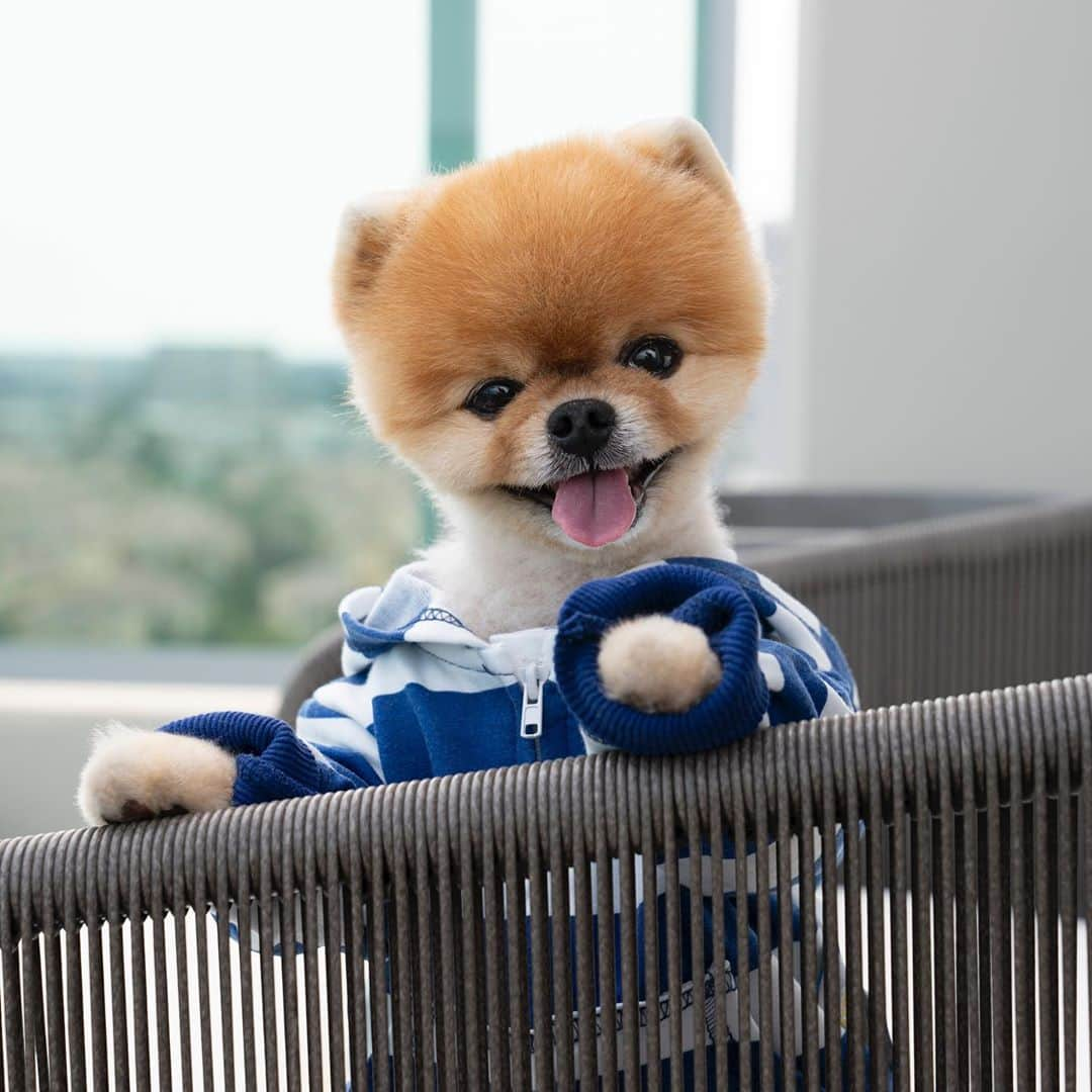 jiffさんのインスタグラム写真 - (jiffInstagram)「💗」9月10日 18時02分 - jiffpom