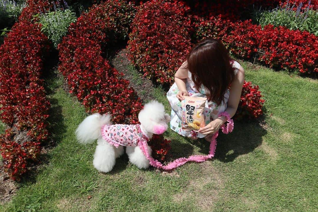 のインスタグラム：「‪【#堅あげポテト】‬  富山県産の白えびに、 愛知県醸造の白しょうゆを ほんのり加え、風味と旨味が引き立つ 奥深い味わいに仕上げてます🦐  地域限定商品です🌟  #カルビー #calbee #白えび味  ‪#駄菓子アナウンサー‬ ‪#駄菓子屋 #駄菓子女子 ‬ ‪#駄菓子 #日本駄菓子協会 #公認‬  ‪#HAP #horipro‬ ‪#田中めぐみ #アナウンサー‬ ‪#ホリプロ #ホリプロアナウンス室‬」