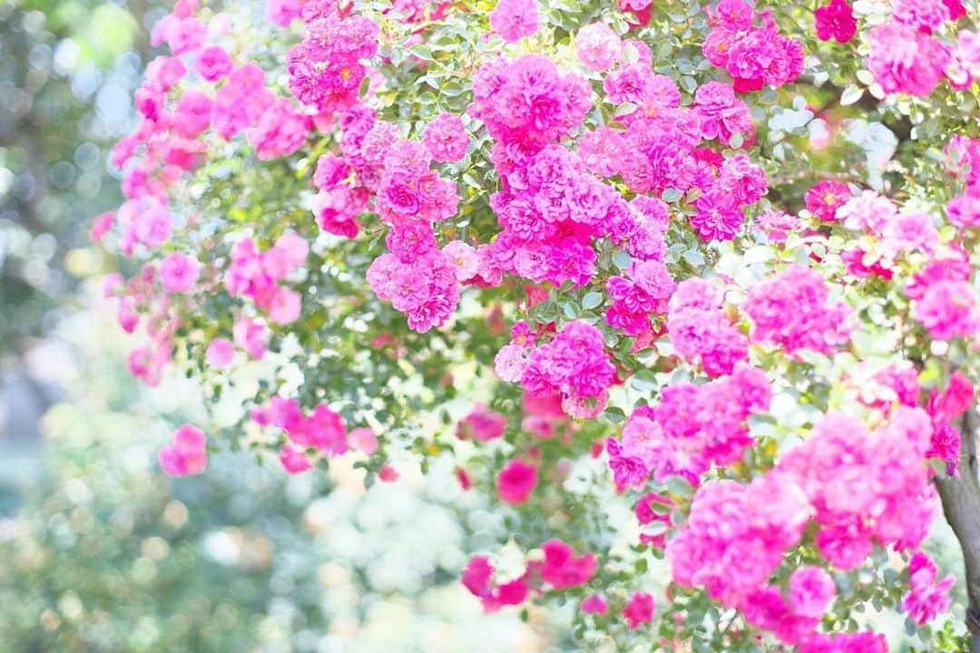 kiccyomuのインスタグラム：「☁️ 2020.09.10 Thu #京成バラ園 黄色の花🌼が続いてたので… ピンク色の #薔薇 🌹 春のストックから😊 #心に花を  気分明るく 明日も元気に🤗  location #千葉 📷撮影 2020年06月 #オールドレンズ 📷 #zeiss」