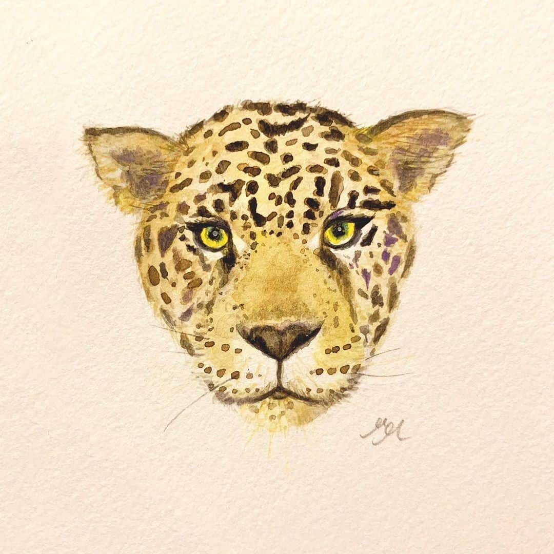 高杉さと美さんのインスタグラム写真 - (高杉さと美Instagram)「🐾  #jaguar #animals #illustration #watercolor  #水彩 #イラスト #ジャガー #ネコ科 #挿絵 #絵 #ギャラリー」9月10日 19時00分 - satomi_mira