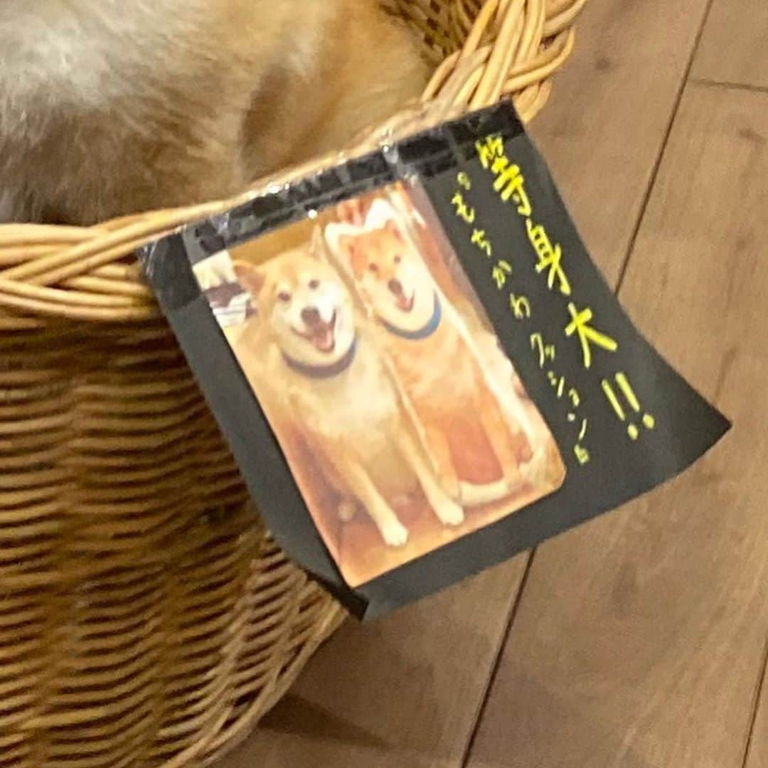 まる（まるたろう）さんのインスタグラム写真 - (まる（まるたろう）Instagram)「Please come to pick me up.✨🐶🥺✨お迎えに来てくれないの？ #コンパクトサイズ #等身大なのですが #重さは一緒じゃないよ☺️ #一緒だときついっしょ #いつでも一緒 #一人焼肉にもお付き合いしますよ☺️ #もちもちかわいいクッション  @marutaro_onlineshop  @gallerymarusan」9月10日 19時18分 - marutaro