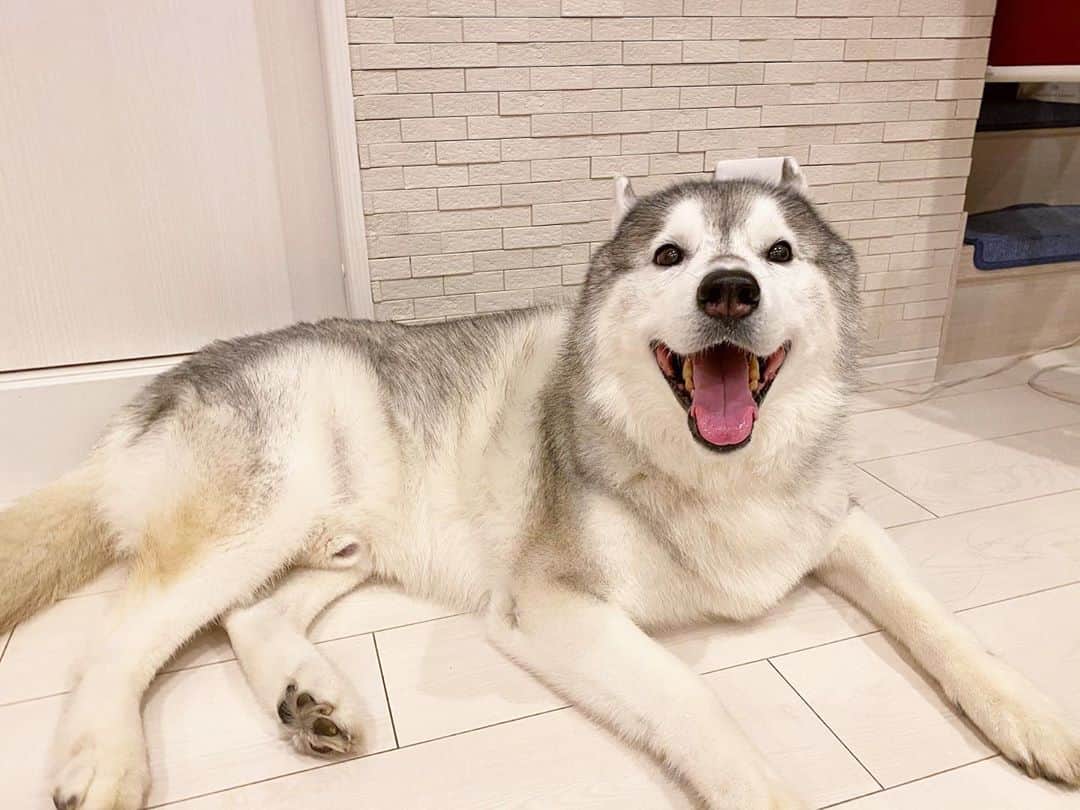 プピプピ文太さんのインスタグラム写真 - (プピプピ文太Instagram)「笑顔が世界一似合うブンチャス！ #siberianhusky #husky #dog #シベリアンハスキー　#犬」9月10日 19時20分 - pupipupi_pupipi