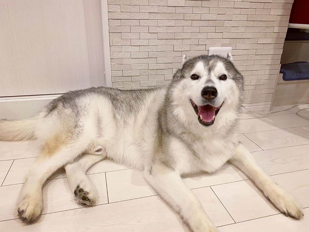 プピプピ文太さんのインスタグラム写真 - (プピプピ文太Instagram)「笑顔が世界一似合うブンチャス！ #siberianhusky #husky #dog #シベリアンハスキー　#犬」9月10日 19時20分 - pupipupi_pupipi