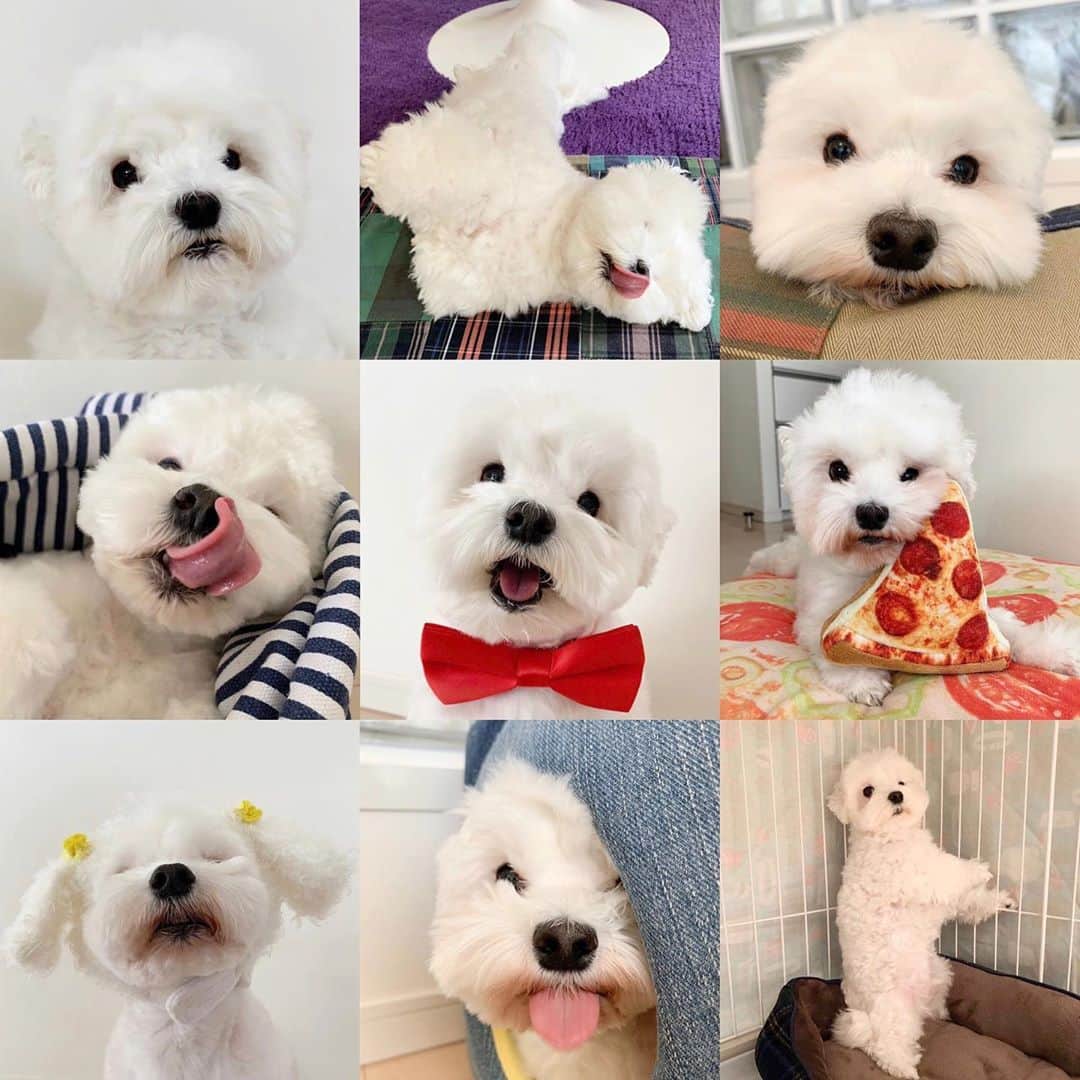 セロリのインスタグラム：「【無題】 新型コロナ、台風、詐欺、殺人、窃盗、わいせつ事件、ひき逃げ。。。 自然災害は仕方ないとしても・・・。 毎日毎日、人間は懲りもせずに「こと」を起こす。 なんだかモヤモヤしています。 きっと僕と同じような気持ちの方もいらっしゃるはず。 何か楽しいことないかな。 みんなが笑顔になれること。 何する？ #maltese #マルチーズ #コロナに負けるな」
