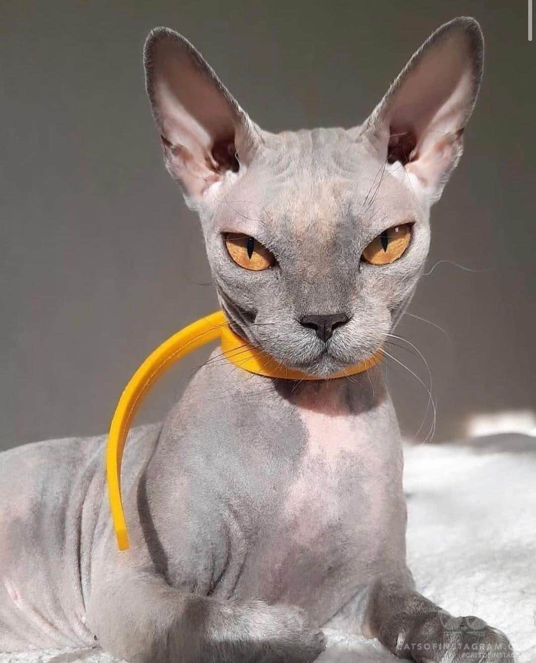 Cats of Instagramさんのインスタグラム写真 - (Cats of InstagramInstagram)「From @aleksandrasmolova: “The most elegant cat in the world 🎩” #twitterweek #catsofinstagram」9月10日 10時30分 - cats_of_instagram