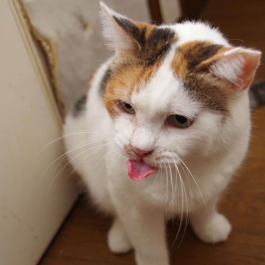 Kachimo Yoshimatsuさんのインスタグラム写真 - (Kachimo YoshimatsuInstagram)「ミケ子、舌技6変化 #うちの猫ら #mikeko #猫 #ねこ #cat #ネコ #catstagram #ネコ部 http://kachimo.exblog.jp」9月10日 10時39分 - kachimo