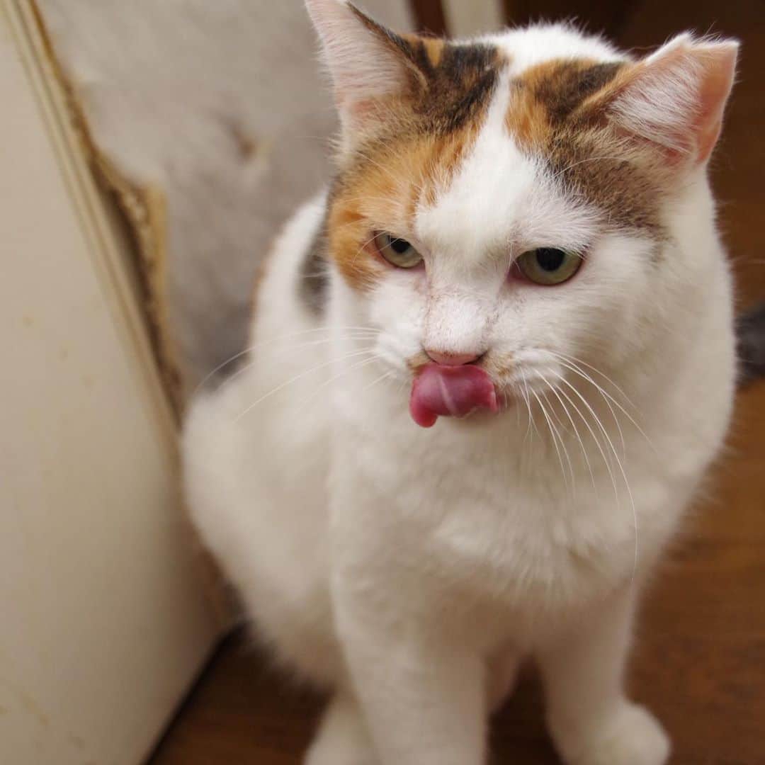 Kachimo Yoshimatsuのインスタグラム