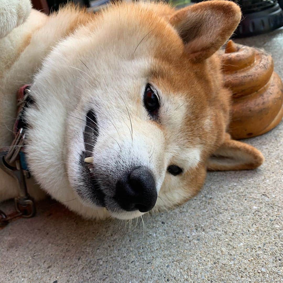 柴犬 たろさんのインスタグラム写真 - (柴犬 たろInstagram)「タロちゃん🐻 よしよしだよー🐖 頭を中心にマッサージしてあげたよ💕 お耳のこちょこちょが、大好きで、終わると必ず、匂いを嗅いで舐めるよ🐖 * * #コロンと寝たら #マッサージしないと #おこらるよ #柴犬 #shibainu #japanesedog」9月10日 11時23分 - tarochantarochan