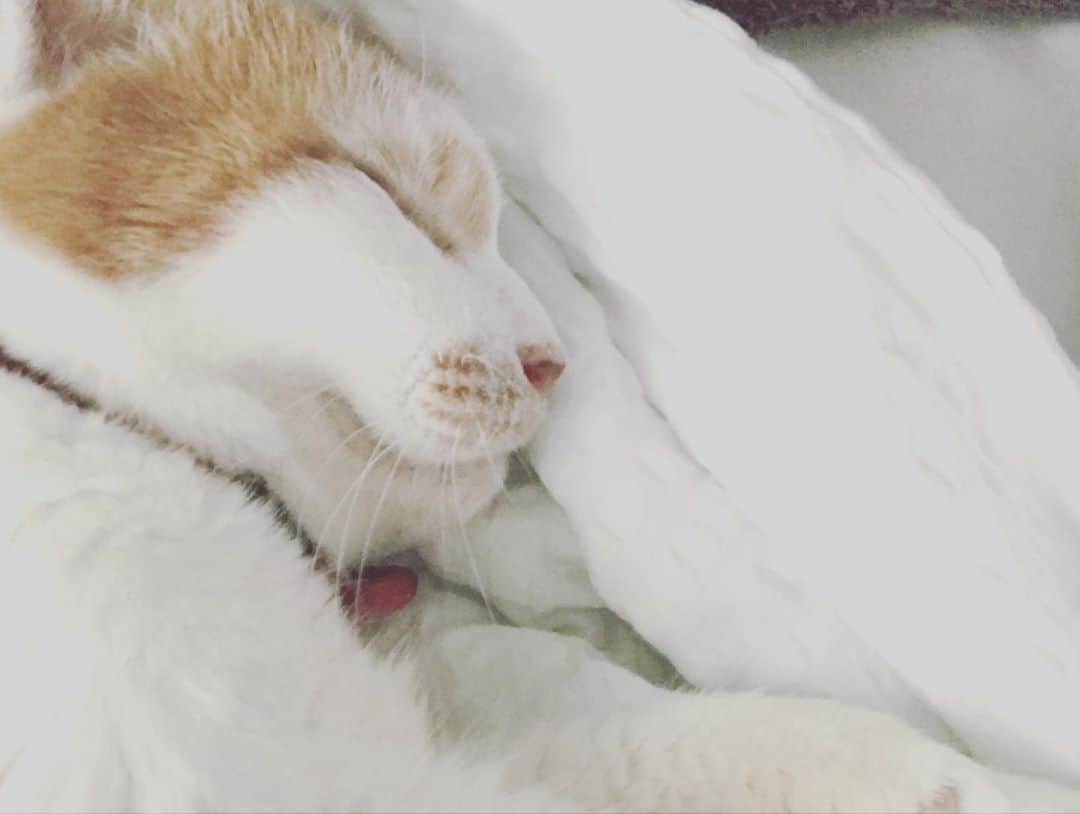 猫沢エミさんのインスタグラム写真 - (猫沢エミInstagram)「イオミ…おはよう♡朝だよ。  エミオさん…ワタシまだ眠い。  イオミは寝ぼすけだなぁ。でもそんなイオミがかわいいよ。  という具合に、彼氏目線でイオちゃんを愛でる脳内妄想がTO・MA・RA・NA・I ♡  #猫沢イオ　#魔性っこイオ　#イオちゃんに会うとみんな骨抜きにされます」9月10日 11時27分 - necozawaemi