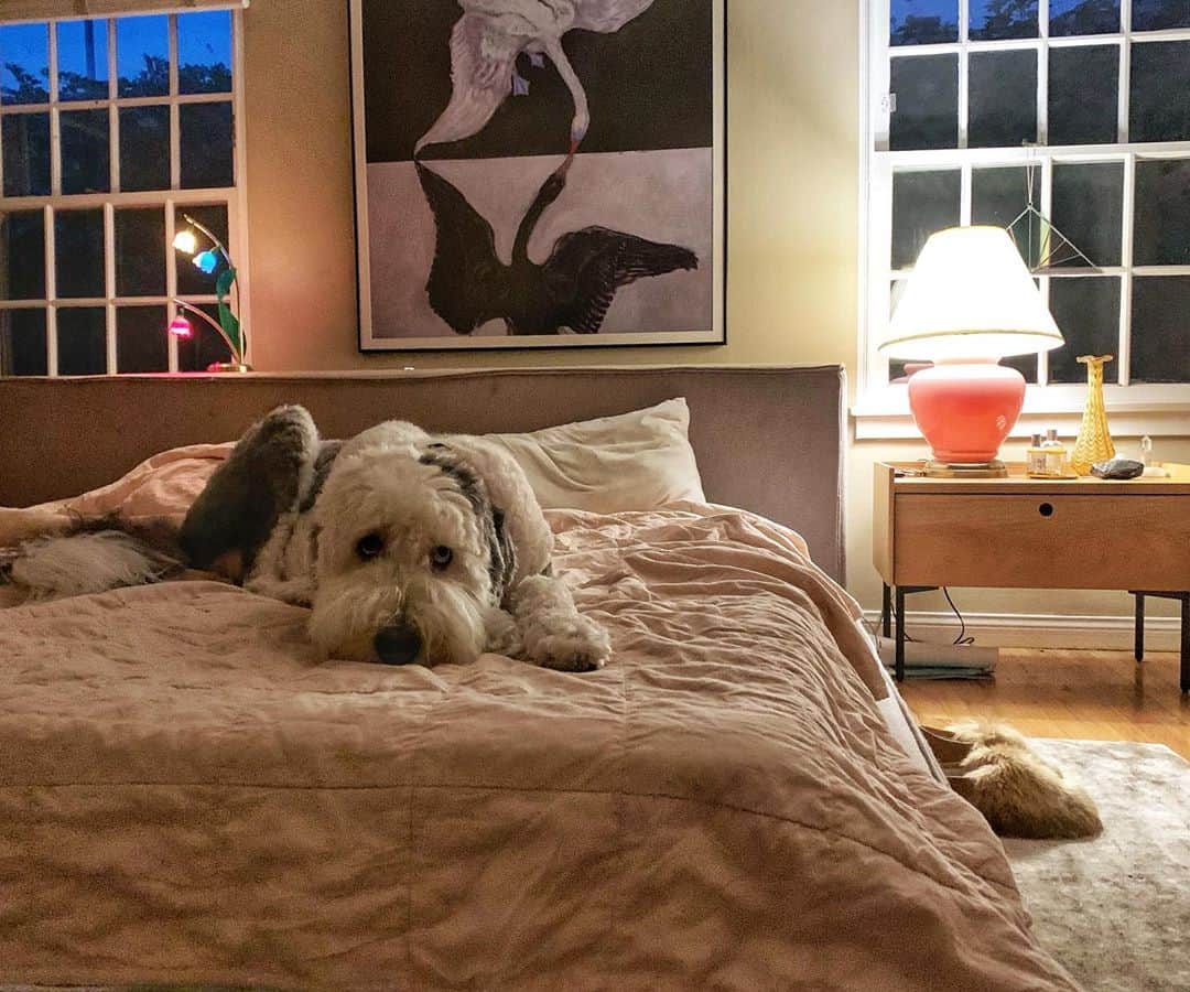 ケリー・オックスフォードのインスタグラム：「This dog would choose to eat a loaf of bread or a tissue over a slice of bacon. Was just busted with a loaf of bread.」