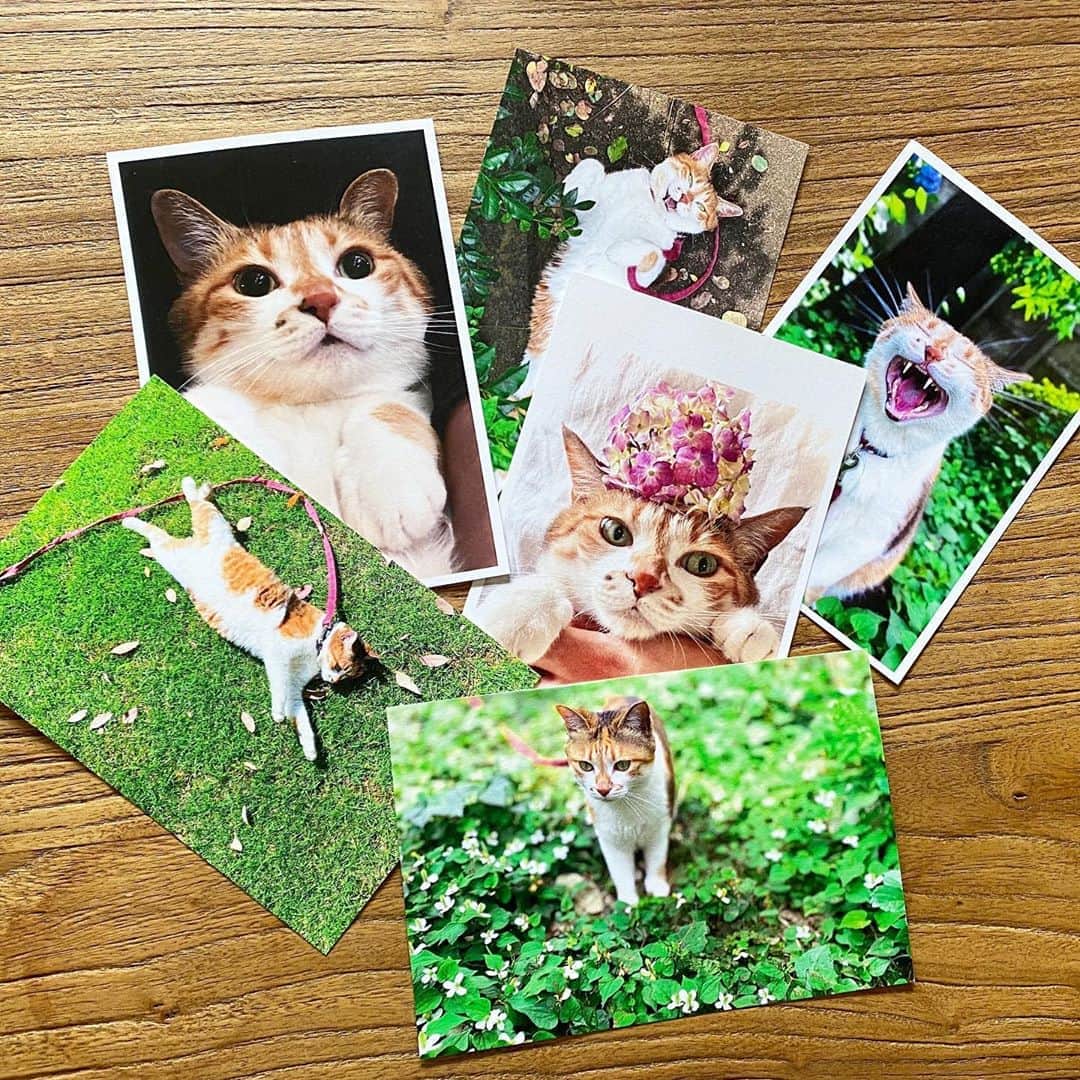 山田稔明さんのインスタグラム写真 - (山田稔明Instagram)「ポチ実ポストカード、ビビッドに刷り上がった。発送準備始めました。ハイライトにある「チミカ」からご注文くださいー。 #ポチ実 #三毛猫」9月10日 11時38分 - toshiakiyamada