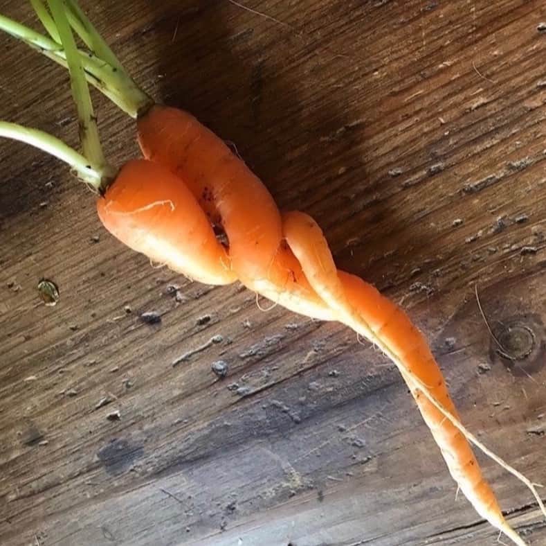 uglyfruitandvegのインスタグラム：「Carrot Love! 🥕❤️🥕 Because I feel like I’m living on Mordor or some dystopian hellscape with these fires in my state of California. Pic by @ovre_bruket sent in by @bellali #ClimateEmergency #GreenNewDeal」