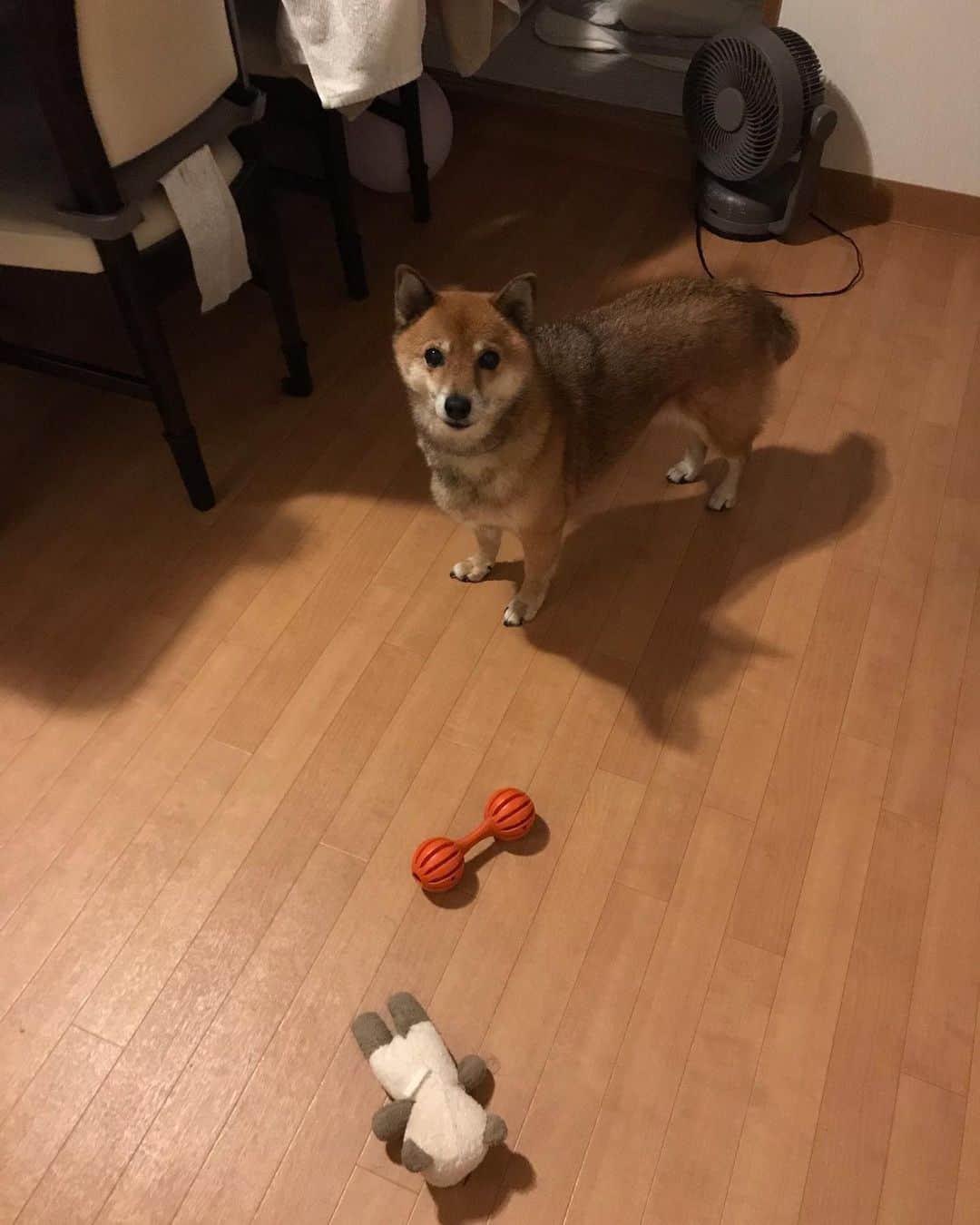 柴犬はなこ Shibainu Hanakoさんのインスタグラム写真 - (柴犬はなこ Shibainu HanakoInstagram)「振り向いたら座ってた椅子に遊んでアピールされてた☺️気付かなくてごめんよー と思ったらまだその気あった😅 #shiba #dog #shibainu #犬 #柴犬 #おもちゃ #toys #かわいい」9月10日 12時16分 - kiki_beee