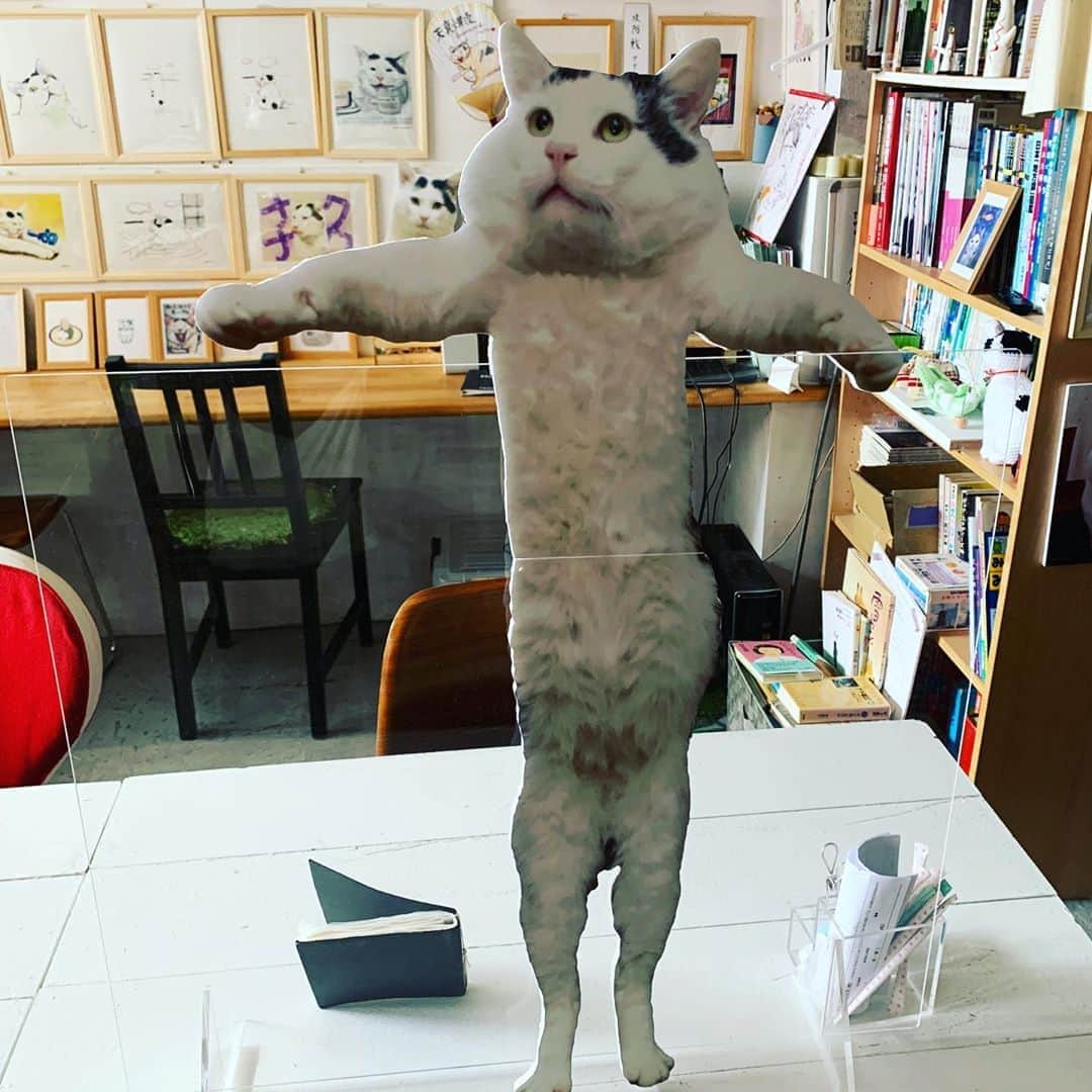 Kachimo Yoshimatsuさんのインスタグラム写真 - (Kachimo YoshimatsuInstagram)「みんなのナナクロ展 今日を入れてあと4日です。 今日は夕方から寺子屋があるので、 展示は18:00までご覧になれます。  1枚目は落語文字を練習している方の物 2枚目はほぼ原寸大抱き上げナナクロ 3枚目は秋津屋さんのナナクロお面を被ったベアブリックヨウカンさん(公式シーズン29シークレット)  #うちの猫ら ナナクロの絵 #みんなのナナクロ展 #ナナクロ大好き #nanakuro #bearbrick #ヨウカンさん #yohkan #猫 #ねこ #cat #ネコ #catstagram #ネコ部 http://kachimo.exblog.jp」9月10日 12時54分 - kachimo