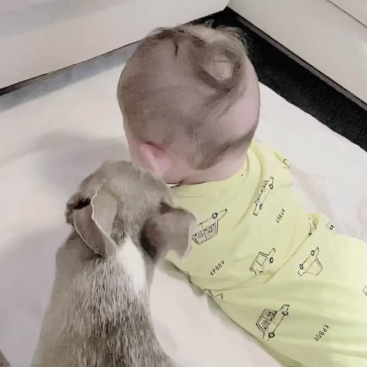 のインスタグラム：「* ***** I’m looking out for you🐶❤️👶 ***** 寝返りをしたい息子と、そばに居たいハウル🐶👶💓 ハウルは息子が起きている間ずっとこの作業を続けています☺️ 疲れないのかな？とも思うのですが、ハウル自身が息子の傍から離れようとしないので、私もその横で見守っています😊 ハウル、いつもご苦労様☺️💓 ありがとうね❤️ ***** #イタグレ#イタリアングレーハウンド#italiangreyhound#dogstagram#イタグレとの暮らし#iggysofinstagram#iggygram #iggylove#iggylife#犬のいる暮らし#イタグレ服#iggysoftheworld #iggysofinstagram #dogsofig #dogsofinstagram #犬好きな人と繋がりたい#おんせん県おおいた#新米ママ#生後6ヶ月#6ヶ月baby#6ヶ月ベビー#ベビスタグラム#babyanddog」