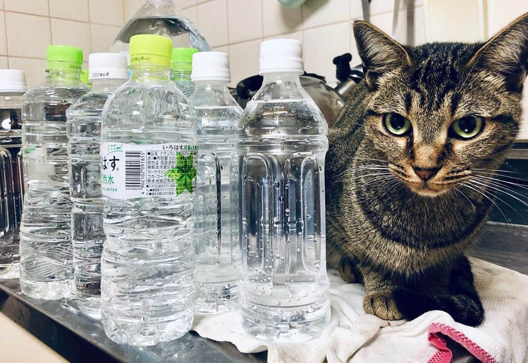 レモンライムさんのインスタグラム写真 - (レモンライムInstagram)「台風に備えて水いっぱいためてたにゃん🐱﻿ ﻿ 日本はどこいても災害こわいから皆様も気をつけてにゃん🤝﻿ ﻿ #lemon_lime🍋🥒﻿ ﻿ #ねこ部 #ねこと暮らす #ねこのきもち #みんねこ #ねこ好きさんと繋がりたい #ねことの暮らし #ねこもふ団 #ねこらぶ #ねこばか #ねこのいる生活 #ねこすき #ねこのいる幸せ ﻿ #cutepetclub﻿ #cats_of_world﻿ #고양이산책 ﻿ #catlovers ﻿ #おうち時間﻿ ﻿」9月10日 12時59分 - lemon.lime0327