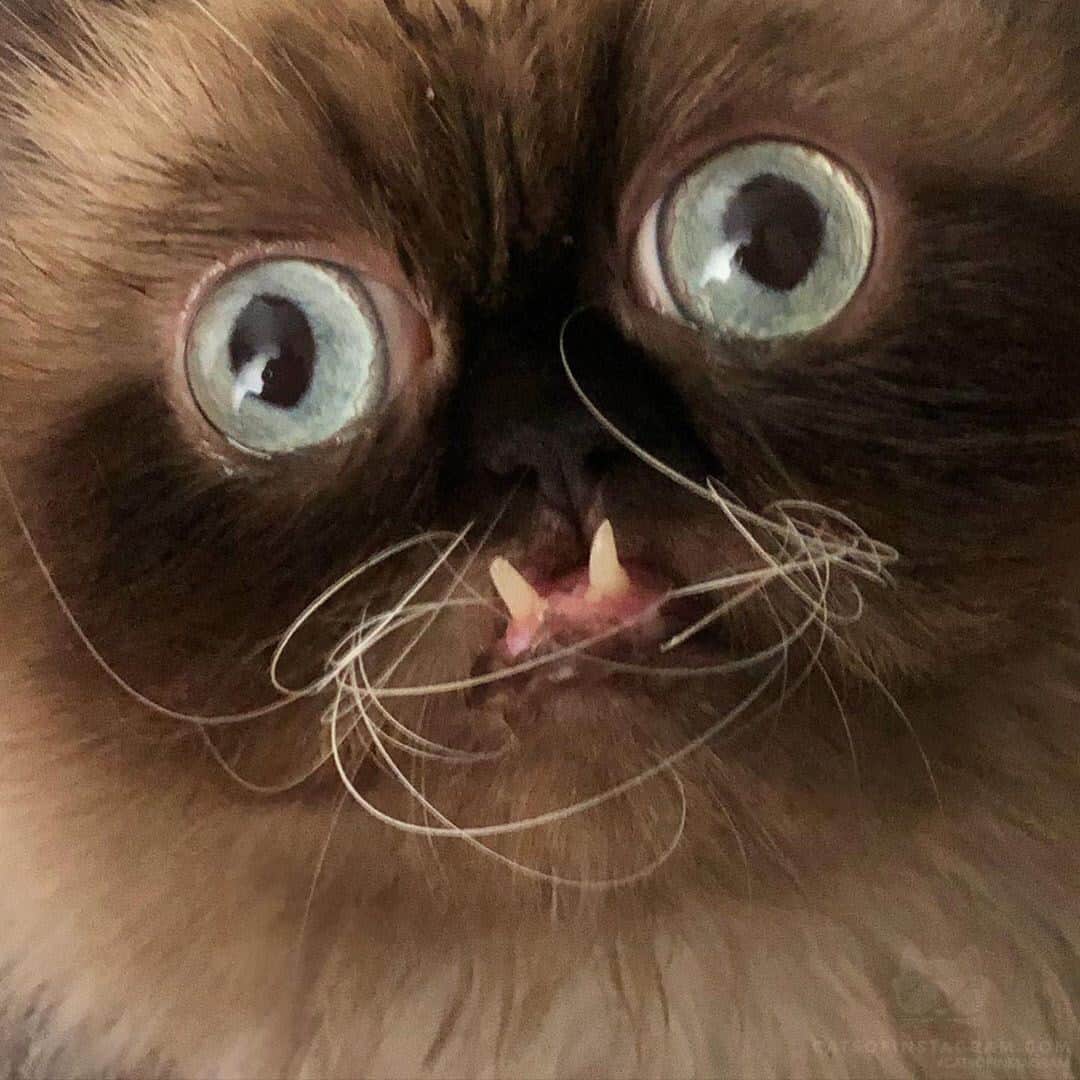 Cats of Instagramさんのインスタグラム写真 - (Cats of InstagramInstagram)「From @yohjikattamoto: “A close up for you all to appreciate. 🤪😋” #twitterweek #catsofinstagram」9月10日 13時00分 - cats_of_instagram