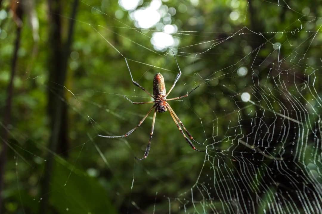 National Geographic Travelさんのインスタグラム写真 - (National Geographic TravelInstagram)「Photo by @juancristobalcobo  A golden silk orb weaver is seen in the jungle in Carrizalito, Nuquí, Colombia. The small village of Nuquí is situated in the region of Chocó in the northwestern part of the country. The area, one of the most biodiverse on the planet, is presently threatened by a plan to construct a megaport that would bring irreparable damage to this rainforest. #colombia #chocó #nuquí」9月10日 13時10分 - natgeotravel