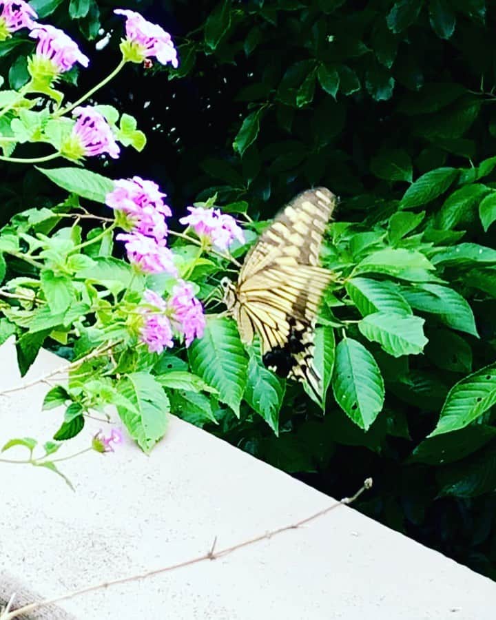 のインスタグラム：「☆☆☆☆☆☆☆  butterfly came back to this garden  ☆☆☆☆☆☆☆  #世良公則 #masanorisera #japanesemusician #japaneseartist #butterfly #beauty #season #庭先 #季節を感じる暮らし」