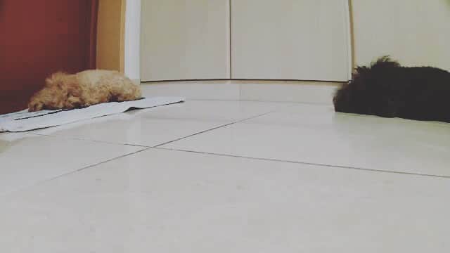 井上貴子のインスタグラム：「外出先から 隠しカメラで 2人を確認^ ^  夏場はほとんど玄関で。  かわゆいなぁ^ ^  Happyで^ ^  コロナ禍に携わる 全てのお仕事の皆様。  心から 感謝しています。  引き続き油断せず お気をつけて お過ごし下さいませ。  #井上貴子  #LLPWX #女子プロレス #紅緒と柊音 #トイプードル #隠しカメラ #Twitterも見てね #感謝 #STOPCOVID19」