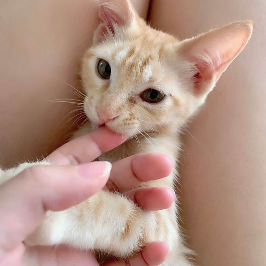 あんなのインスタグラム：「にゃんすたぐらむ🐱」