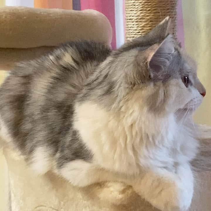 桜咲千依のインスタグラム：「動画撮れた🐈 ほたての今日のクラッキングは声高い( *´꒳`* ) #猫 #マンチカン #ほたて」