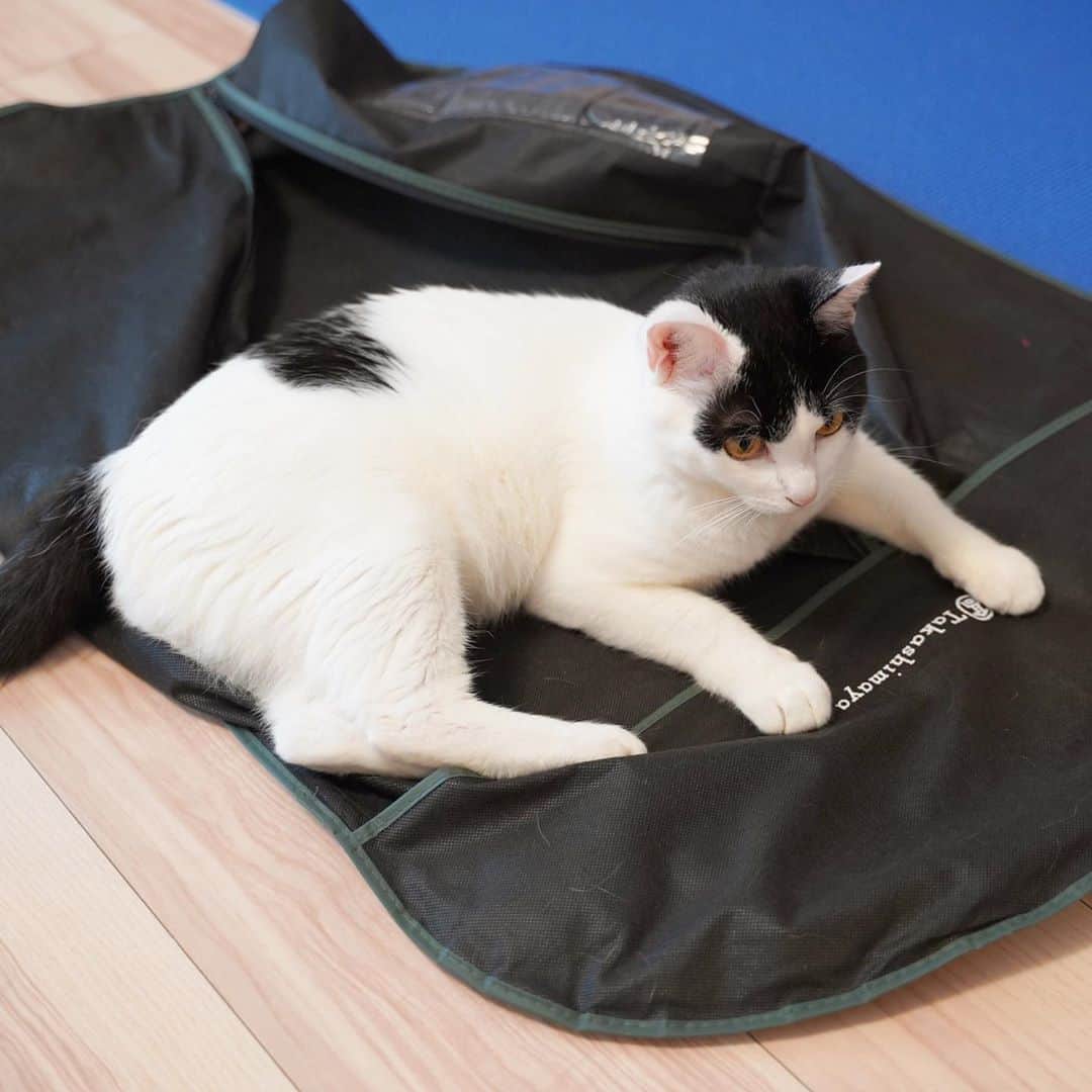 KAZUYAさんのインスタグラム写真 - (KAZUYAInstagram)「今日のにゃんこ。 僕はジャケットを手に入れ、ポコちゃんはそれを包むケースで戯れているので、まさにwin-win。 #猫 #猫のいる暮らし #cat」9月10日 15時51分 - kazuya.hkd