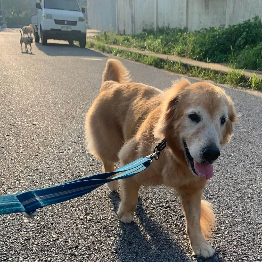 tamatamagoさんのインスタグラム写真 - (tamatamagoInstagram)「Morning walk💕 　 　 朝んぽ😊 後ろにボーちゃんとケムさん😊 今朝はなんかすごく嬉しそうに歩いてたマオさん😊 2日連続で夕方ものすごい雷雨で、 2日連続キッチンが水浸し💧排水が間に合わないタイあるある😑😑😑 マオねぇは幸せそうでよかった😆 私はバケツ何度も持ち上げて腰痛だわさ💧 . . 　 2020/09/10 . . 　 #ゴールデンレトリバー #ゴールデンレトリバーのいる生活 #大型犬のいる生活 #pecoいぬ部 #わんこ　#goldenretrieversofinstagram #goldenretriever #goldenretrieverlover #goldenretrieverlovers #goldenretriever_pictures #ilovegoldenretrievers #instagolden」9月10日 15時53分 - tamatamago