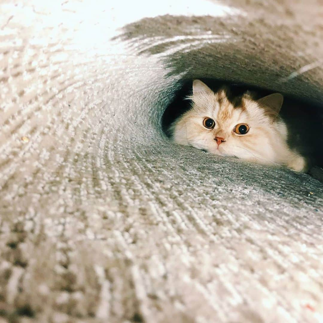 CatStockerのインスタグラム：「Hello! #catstocker is here!  Follow our FURRriend @pufuthecat  Swipe for more pictures 👉  . . . . . #cat #neko #mačka #chat #kočka #котка #kotek #kot #кіт #mače #кошка #кот #katze #gato #gatto  #子猫 #kattunge #猫 #고양이 #貓 #kedi #köttur #kissanpentu #חתול #кішка #子猫 #고양이새끼 #kitty #cats」