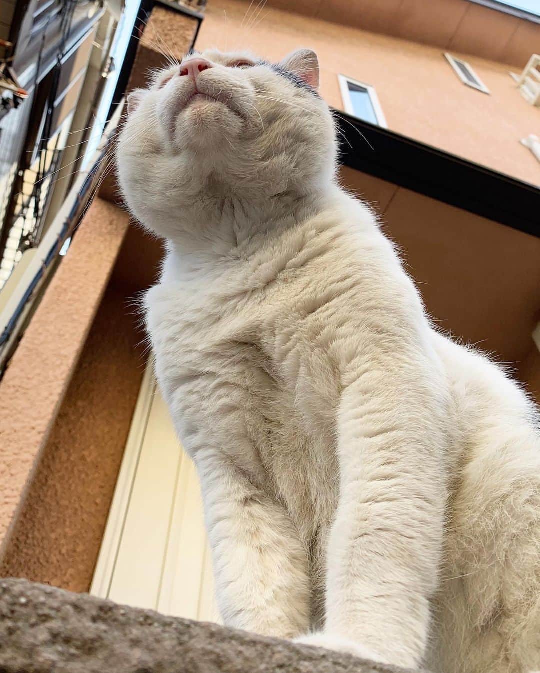 Kachimo Yoshimatsuさんのインスタグラム写真 - (Kachimo YoshimatsuInstagram)「一年前のナナクロ Nanakuro a year ago  Photo:2019.09.10 青空が似合うね。  #うちの猫ら #ナナクロ大好き #ナナクロ #kachimo #猫 #一年前のナナクロ #ねこ #cat #ネコ #catstagram #ネコ部 http://kachimo.exblog.jp」9月10日 16時29分 - kachimo