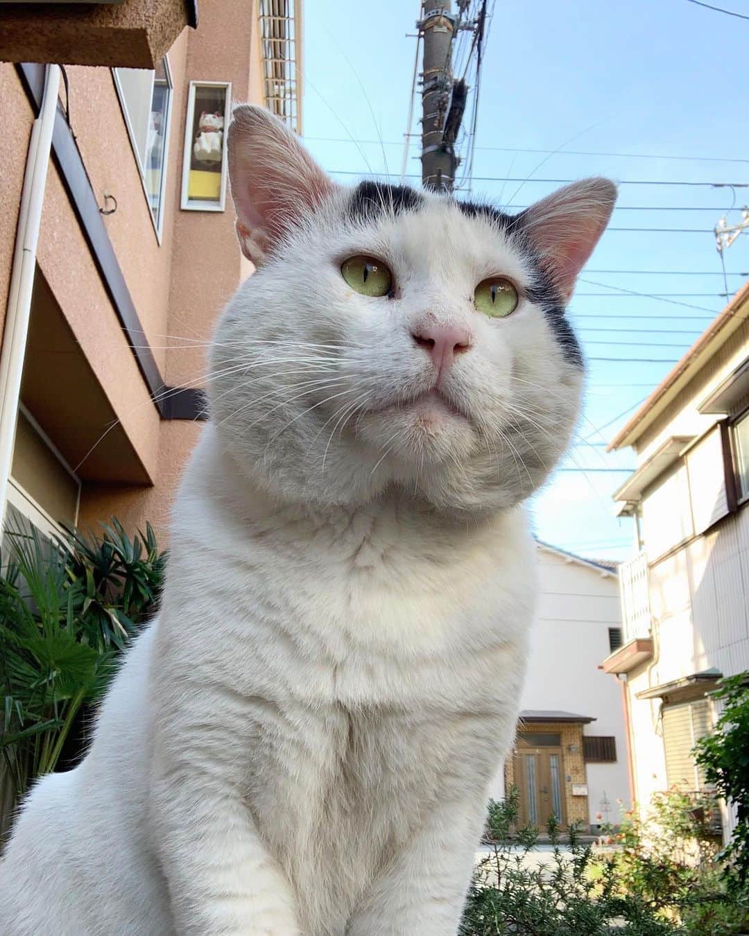 Kachimo Yoshimatsuのインスタグラム