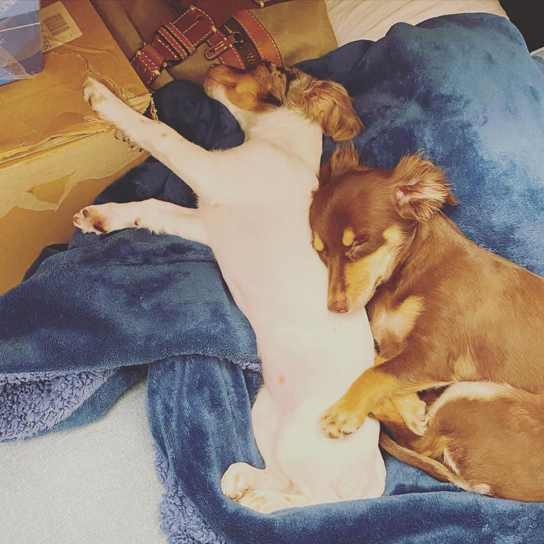 KUREIさんのインスタグラム写真 - (KUREIInstagram)「HUG🐶大体の事はこれで解決🙋‍♂️」9月10日 16時40分 - kimaguren_kurei