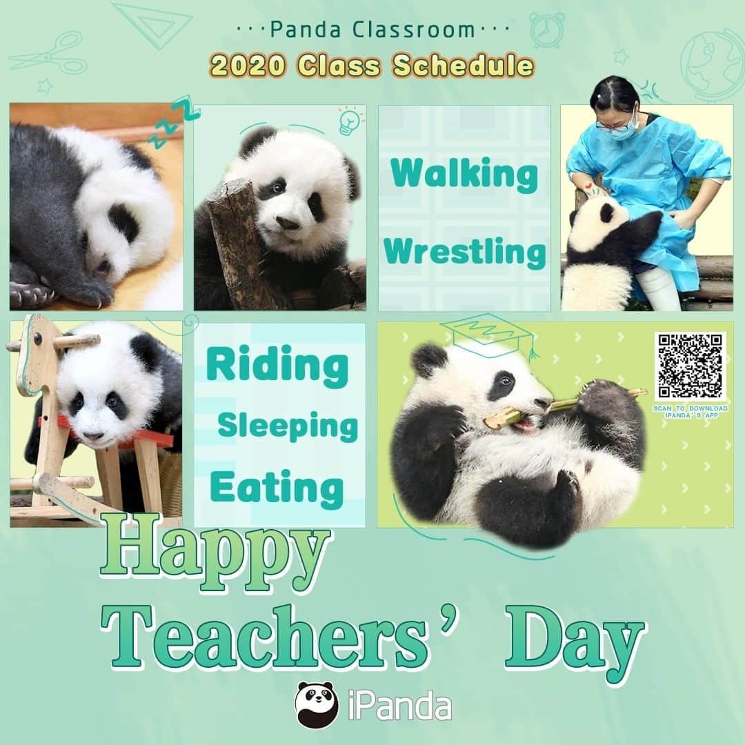 iPandaさんのインスタグラム写真 - (iPandaInstagram)「Teachers’ influences are crucial to a person's development, just like nannies’ care is important in a baby pandas’ growth. What do you wanna say to your teachers on the Teachers’ Day? 🐼 🐼 🐼 #Panda #iPanda #Cute #TeachersDay #BestJobInTheWorld #PandaPic」9月10日 16時44分 - ipandachannel