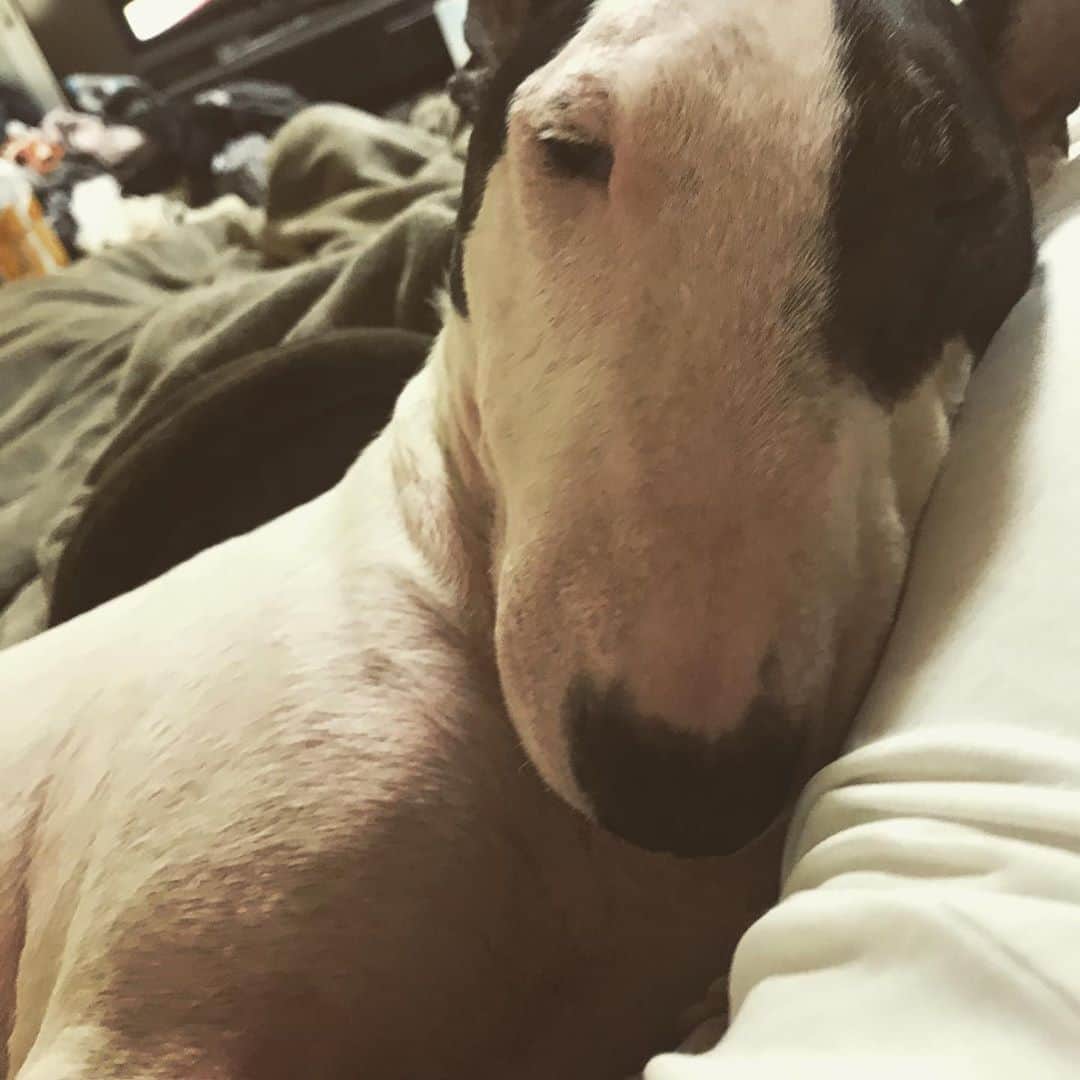 のインスタグラム：「#minituru#bull#terrier#minibullterrier#miniturubullterrier#dog#dogstagram#cute#qtaro#love#family#ミニチュア#ブルテリア#ミニチュアブルテリア#Q太郎」