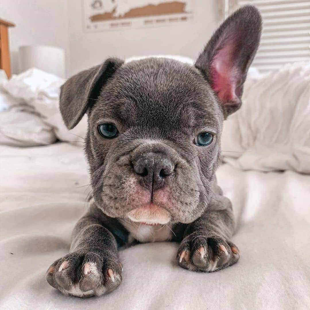 French Bulldogさんのインスタグラム写真 - (French BulldogInstagram)「Good morning 🥰🤍 @thefrenchie_harlow . . . . . #frenchieoftheday #frenchbully #instafrenchie #ilovemyfrenchie #loveabully #bulldogfrances #bulldog #buhi #squishyfacecrew #frenchiesofig #frenchiemoments #pawsomefrenchies #frenchbullies #frenchiepuppy #frenchietalk #frenchbulldog #frenchbulldogpuppy #frenchielove #frenchiesociety #frenchiegram #theworldofbullies #frenchbulldogsofinstagram」9月10日 16時54分 - frenchie.world