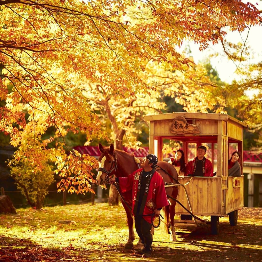 星野リゾートさんのインスタグラム写真 - (星野リゾートInstagram)「【貸し切りの馬車で公園を巡る「紅葉りんご馬車」運行】  Appreciate fall leaves and local apples during a stroll around a park on a chartered horse carriage.  青森の文化を満喫できる宿「星野リゾート 青森屋」では、2020 年 9 月 1 日~11 月 30 日の期間、木々が色づく秋の公園を巡り、赤と黄の2種類のりんごを食べ比べできる「紅葉りんご馬車」を運行します。  りんごの生産量日本一の青森県だからこそ仕入れられる珍しい品種のりんごを馬車中で味わう、非日常の時間を提供します。  #HoshinoResorts #星野リゾート #Aomoriya #青森屋 #Aomori #Misawa #青森県 #三沢市 #りんご #馬 #紅葉 #秋」9月10日 17時00分 - hoshinoresorts.official