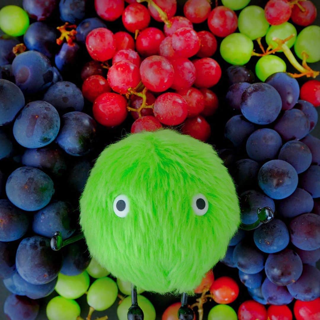 SUUMO公式アカウントさんのインスタグラム写真 - (SUUMO公式アカウントInstagram)「おいしいものが溢れる季節🍇✨ #ぶどう #フルーツ #果物 #フルーツ好き #食欲の秋 #秋の味覚 #grapes #fruit #autumn #スーモ #SUUMO」9月10日 17時02分 - suumo_official
