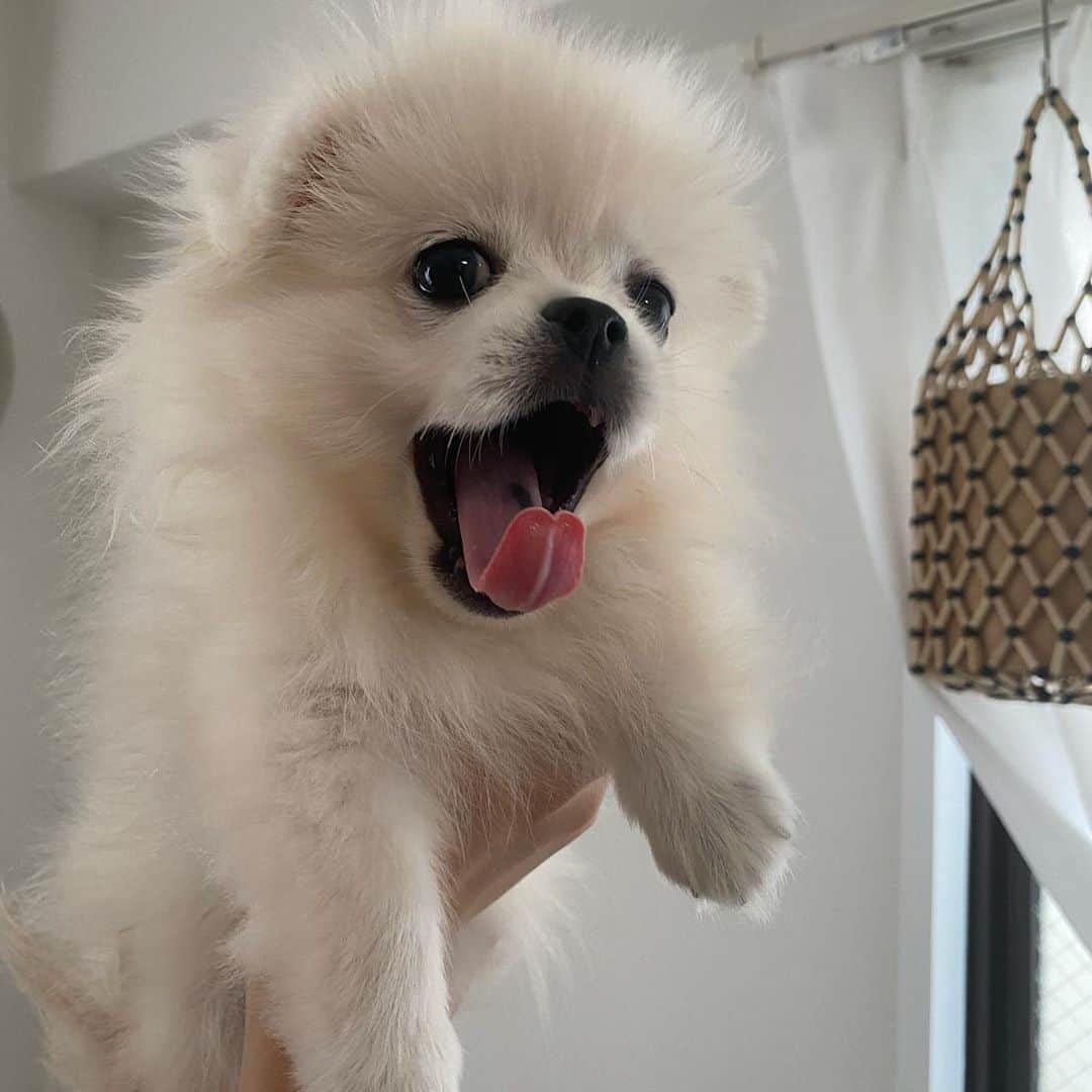 のインスタグラム：「ごまのあくび好きです🥱  #ごま#ポメラニアン#ペキニーズ#ポメペキ #子犬のいる暮らし」
