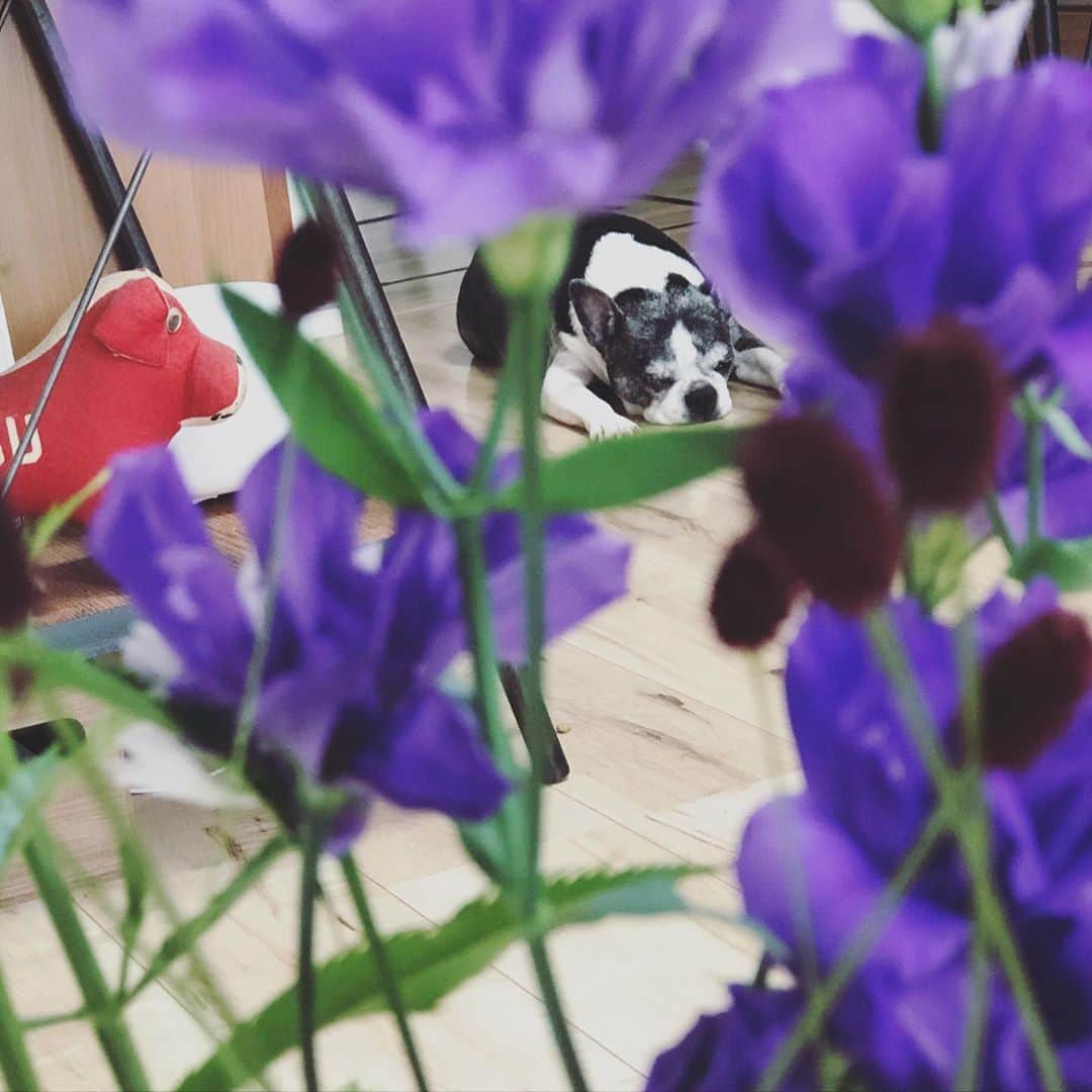 dorlisのインスタグラム：「眠れる森のおじさんシリーズ #ボストンテリア #bostonterrier」