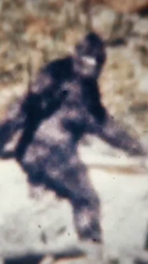 ブライス・ジョンソンのインスタグラム：「An excellent stabilization of the worlds second most viewed film of all time, just behind the Zapruder film. Taken on  October 20th, 1967 the film depicts A female Sasquatch nicknamed ‘Patty’ caught out in the open. This is the film that really started me down the path of exploring the unknown! What do you think about this video? Let me know in the comments section below! Props to @ufo_hunter_uk for the vid!」