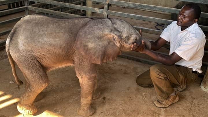 のインスタグラム：「Every day is fulfilling for Kenyan wildlife veterinarian, Dr. Stephen Chege. ‘Chege’ as he is known, has an extraordinary patient list; from elephants with gunshot wounds and lions with infections, to a black rhino who needed life-saving eye surgery. Thanks to support from San Diego Zoo Global, Chege now focuses on indigenous conservancy areas (community conservancies), members of our partner the Northern Rangelands Trust @NRT_Kenya. This enables him to respond to emergency wildlife incidents raised by community-members, support endangered species translocations, and carry out pro-active conservation work such as animal vaccination campaigns.  Chege is featured in the latest series from NRT - #10guardians – which will feature stories from ten extraordinary people across the NRT member conservancy landscape dedicating their lives to protecting wildlife and securing their future. Link in bio.」