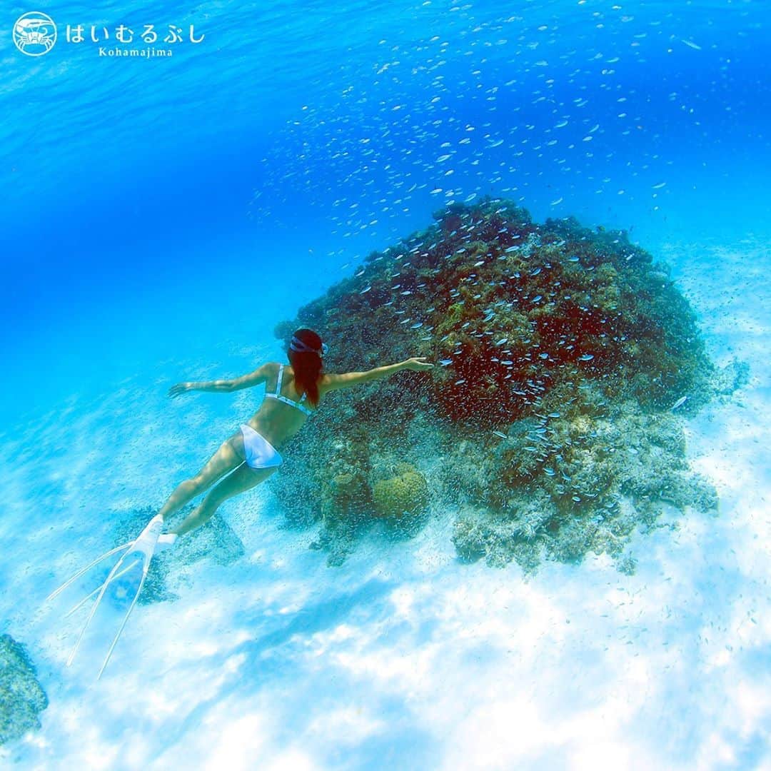 HAIMURUBUSHI はいむるぶしさんのインスタグラム写真 - (HAIMURUBUSHI はいむるぶしInstagram)「小浜島・はいむるぶしから癒しの風景をお届けします。 青く澄んだ海で宙を舞うようにトロピカルフィッシュと泳ぐ安らぎのひととき… #沖縄 #八重山諸島 #サンゴ #海 #シュノーケル #素潜り #泳ぐ #熱帯魚 #トロピカルフィッシュ #小浜島 #リゾート #ホテル #はいむるぶし」9月11日 4時15分 - haimurubushi_resorts